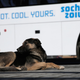 Illustration for article titled The Dogs Of Sochi